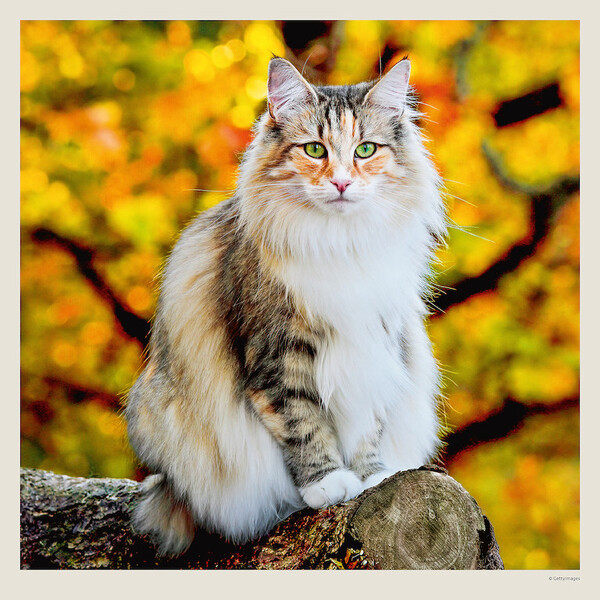 Calendar Cats