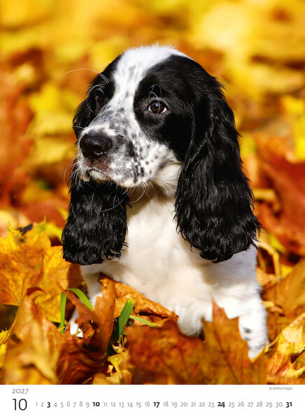 Calendar Puppies