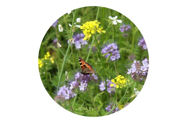 Tüte mit 4 Gramm Bienen- & Schmetterlingsblüten - Braun