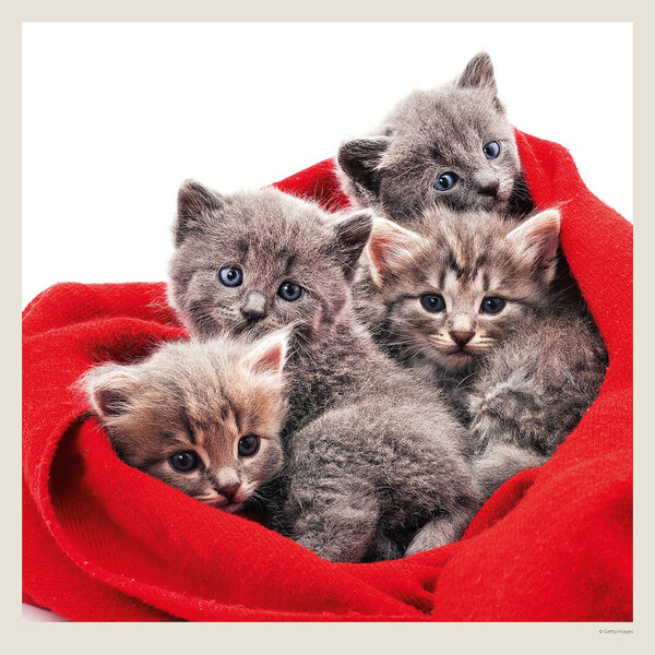Calendar Cats