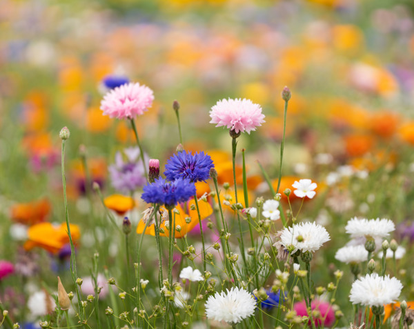 Papel sementes de flores A5 Aside